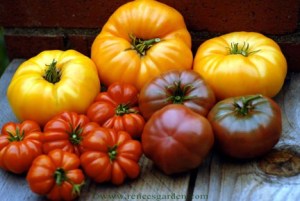 Heirloom tomato assortments have wide variations in color, shape, and size.